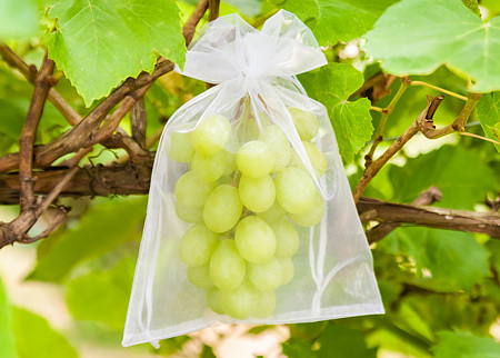 grape protection organza bags