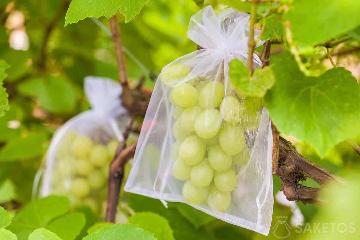 Seedless Grapes Plastic Bag Isolated On Stock Photo 186998216 | Shutterstock