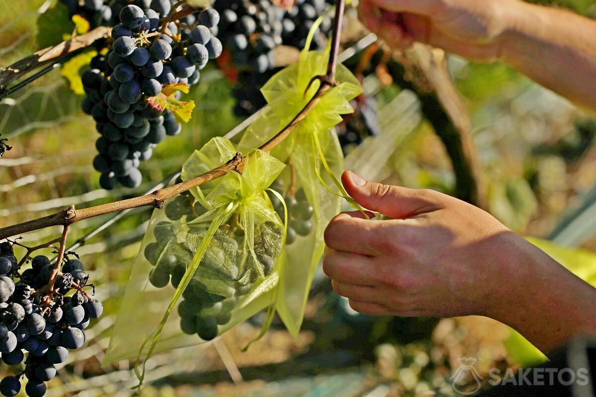 Healthy and tasty wine grapes