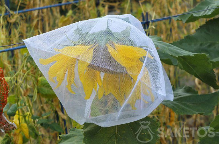 Fruit protection bags - against birds and pests - Saketos Bags Blog -  Organza Bags - Producer of packaging for gifts, jewelry, decorations!