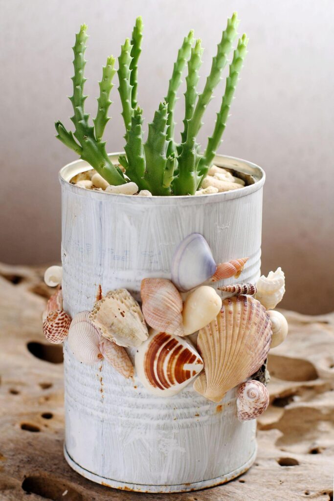 What to keep shells in? Use them to create DIY home decorations