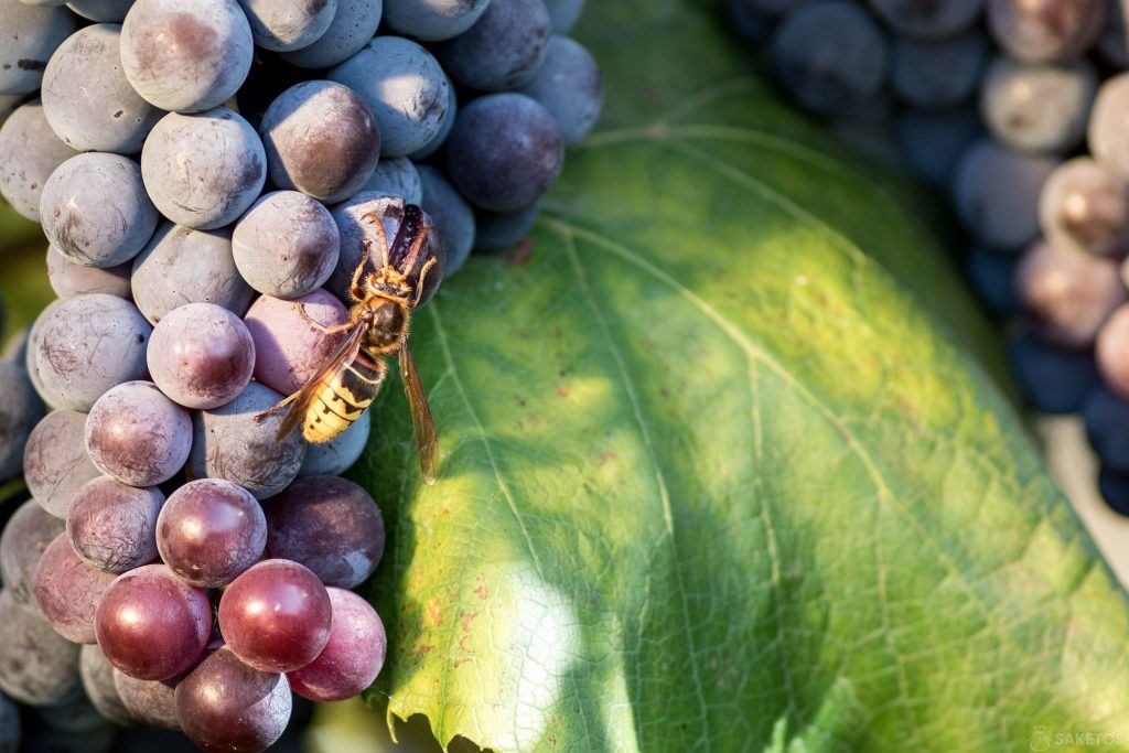 DIY grape protection