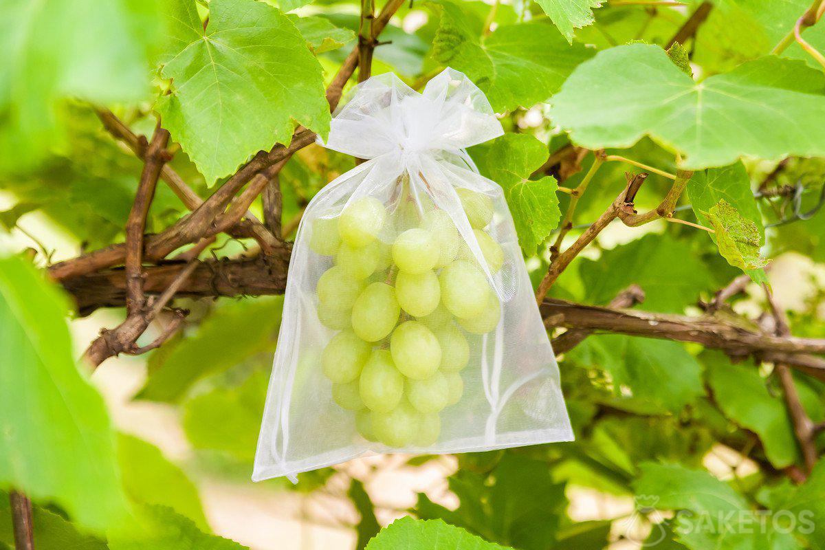 protection of grapes