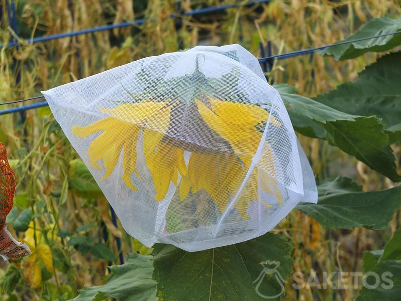 Protecting sunflower seeds against birds - garden protective bags
