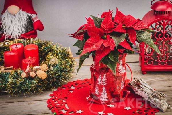 Jute bag with Christmas print as Christmas decoration - casing for Star of Bethlehem (Euphorbia pulcherrima)