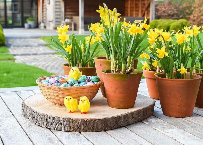 Spring flowers in front of the house