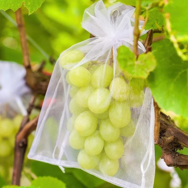 Homepage 47 Organza bags for protecting grapes in the garden